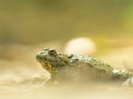 Yellow bellied toad Yellow bellied toad